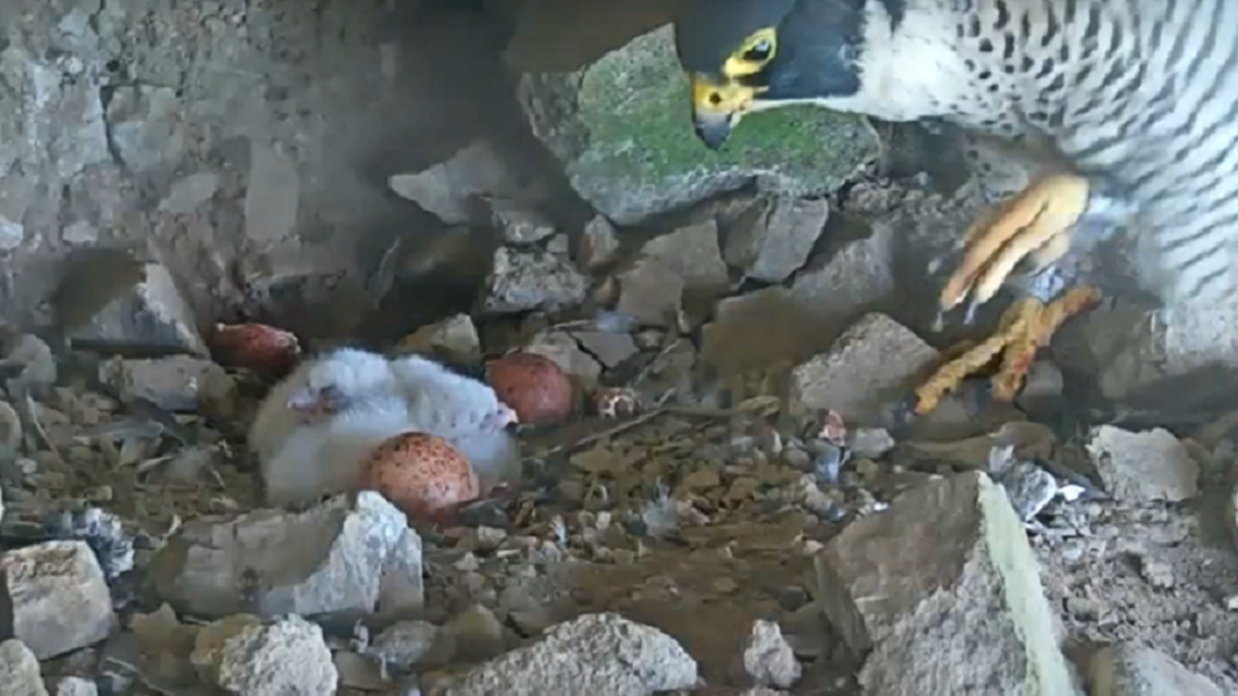 Four peregrine falcons hatched on Alcatraz Island in early April, park officials said. The parents incubated the eggs for a month.