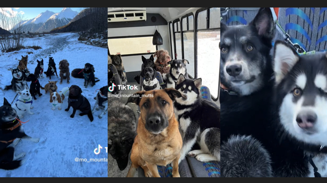 “These fur babies behave better than our children do on the bus,” one viewer joked to the Alaskan business.