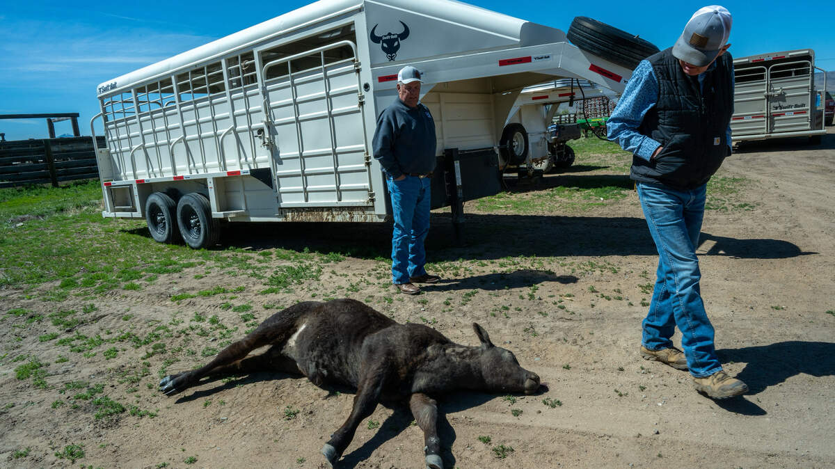 Ken Tate, right, a UC Davis professor studying the consequences of expanding wolf populations on California’s ranchers, and Rick Roberti, president of the California Cattlemen’s Association, walk past a dead calf on the DS Ranches on Monday, May 5, 2025, in Sierra Valley. The calf had been attacked by wolves two weeks earlier.