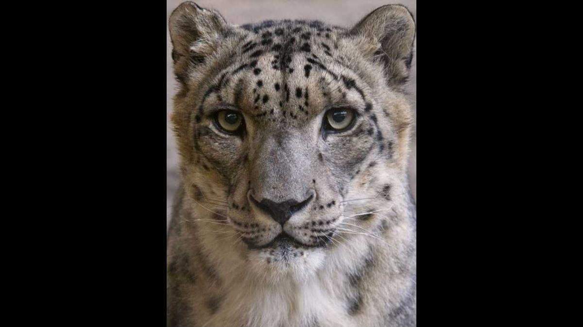 A snow leopard named Blizzard is leaving the Sacramento Zoo, officials announced Monday.