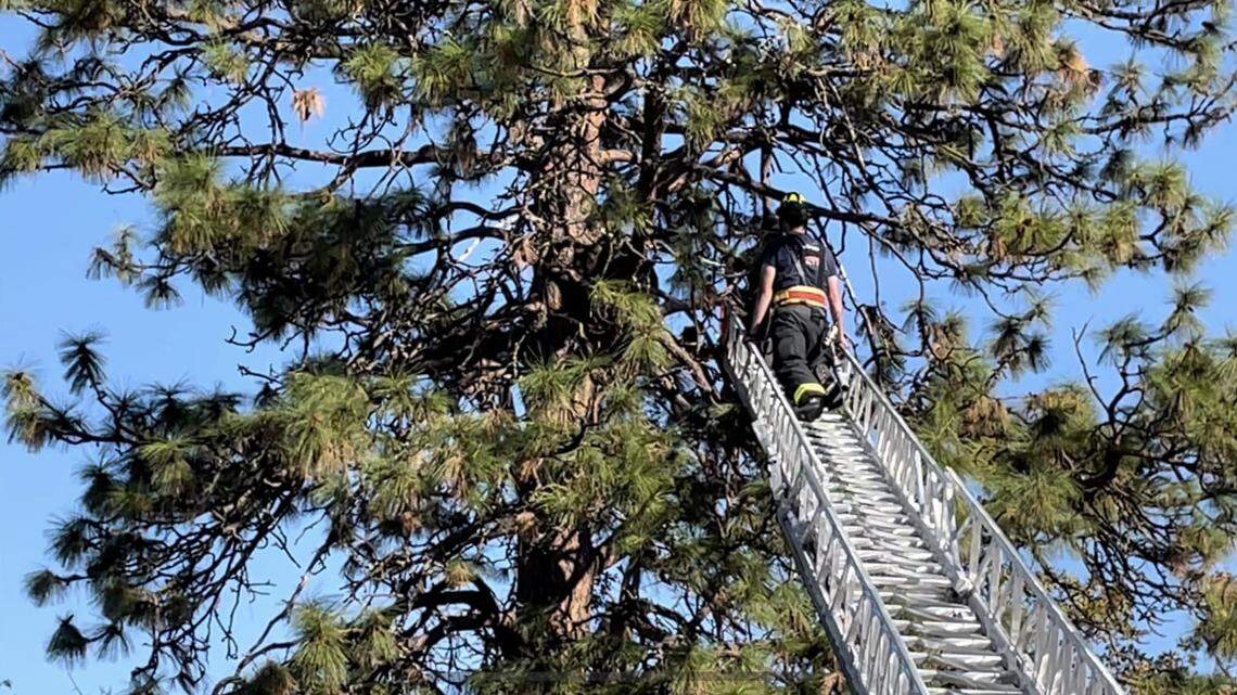 Oregon State Police are looking for the poacher or poachers who shot and killed a black bear and left it sitting in a tree with an arrow sticking out of it.