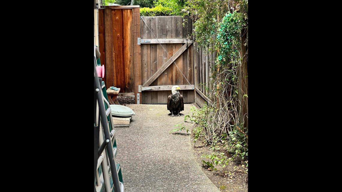 A bald eagle crashed into a window of a Palo Alto, California, home. It rested in the backyard until animal control approached the bird.