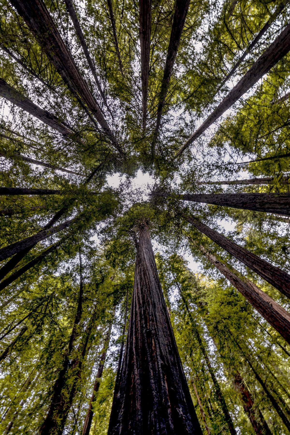 Prairie Creek Redwoods State Park.
