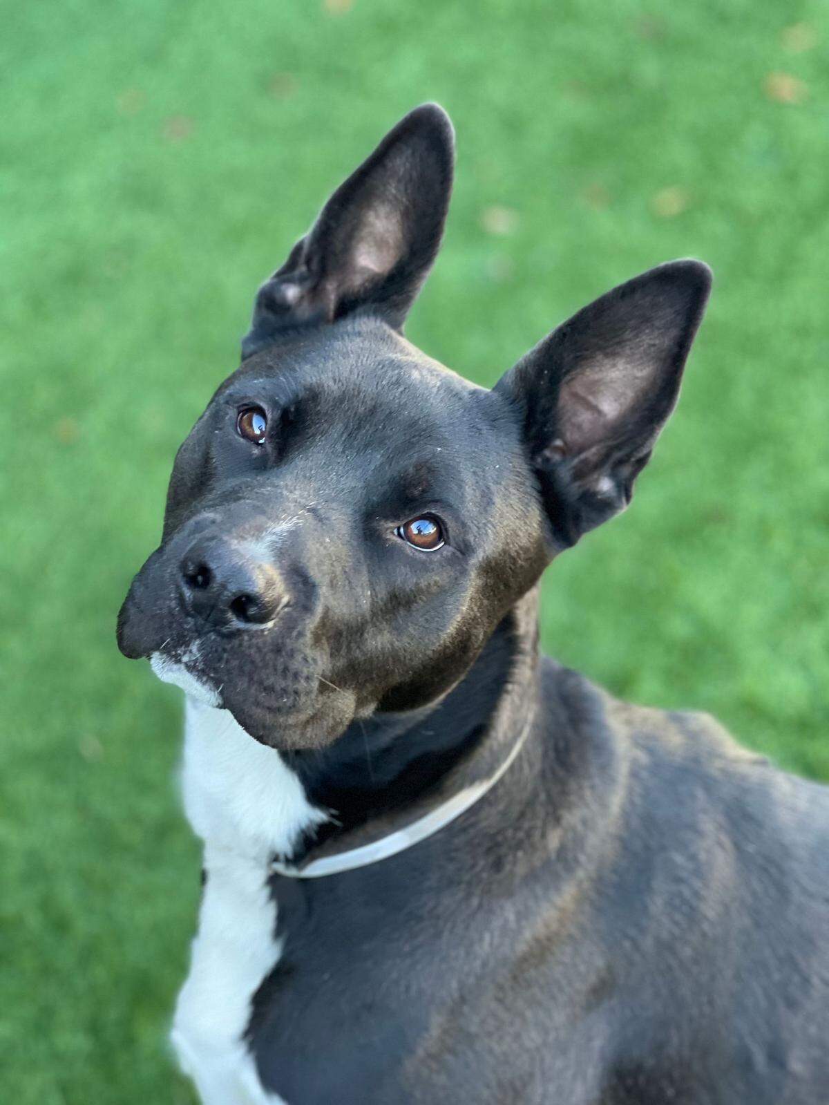 Sacramento SPCA animal shelter transferred over 3,000 animals – such as cats, dogs, rabbits, guinea pigs, hamsters and reptiles – in the previous five years.