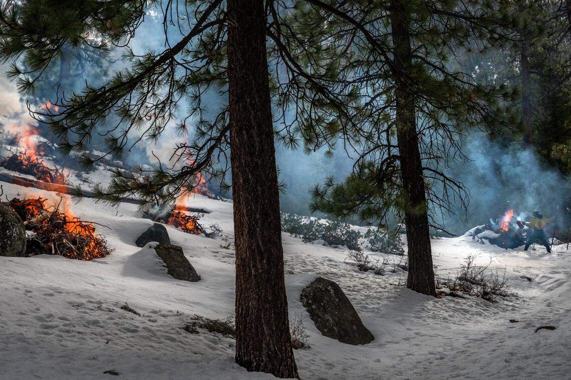 A firefighter is dwarfed by trees as he ignites a pile of forest debris at a prescribed burn at Van Sickle Bi-State Park near South Lake Tahoe on Thursday, Feb. 11, 2021. A team of five fighters ignited the fires using torch canisters, and then used rakes to contain the debris before removing it from the park.
