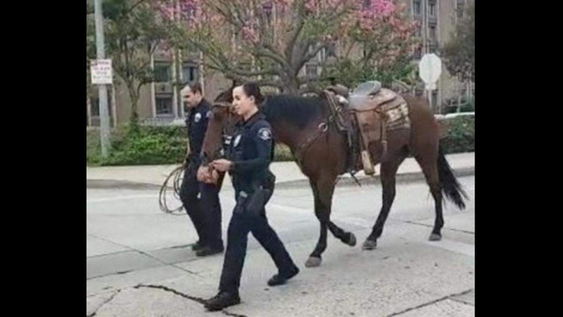 A person accused of riding a horse while intoxicated led Whittier police on a chase, California cops say.
