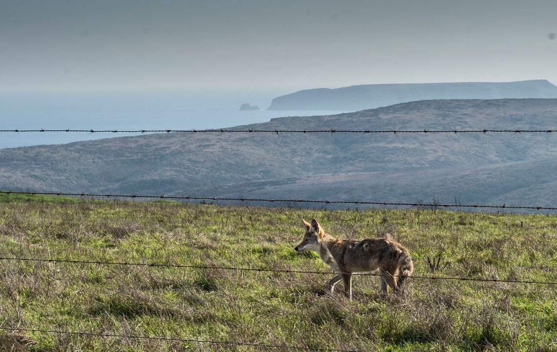 A coyote walks during the afternoon near Drakes Bay in Point Reyes National Seashore in 2018.
