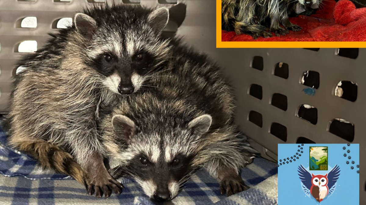 Two young raccoons were rescued from a Truckee restaurant on Wednesday. The Gold Country Wildlife Rescue stated they were found covered in grease.