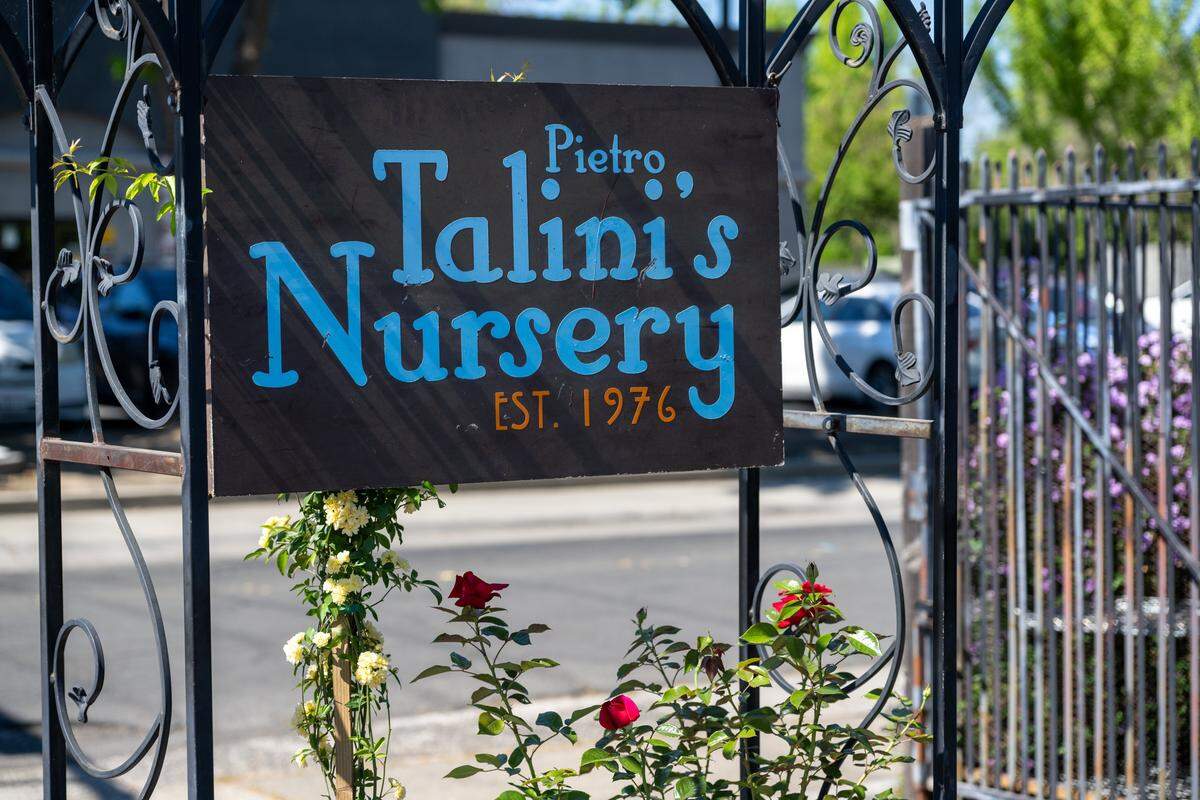 A business sign greets customers at Talini’s Nursery in Sacramento on Tuesday. The nursery was established in 1976 by Pietro Talini, who immigrated from Italy.