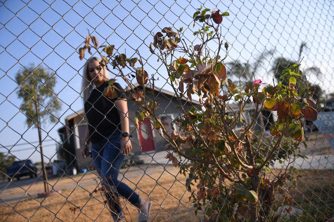 Mayra Marquez walks past dead rose bushes in her mother Maria Marquez’s front yard Friday, Aug. 13, 2021, in Tulare County’s Okieville. Mayra said they didn’t feel it made sense to use scarce water on the front lawn and bushes. Both have died out in the drought.