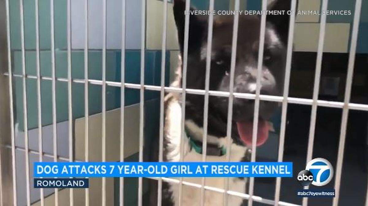 A 7-year-old girl at a private Romoland, California, rescue kennel to adopt a dog required 1,000 stitches after an Akita bit her on the face, animal control officials say.