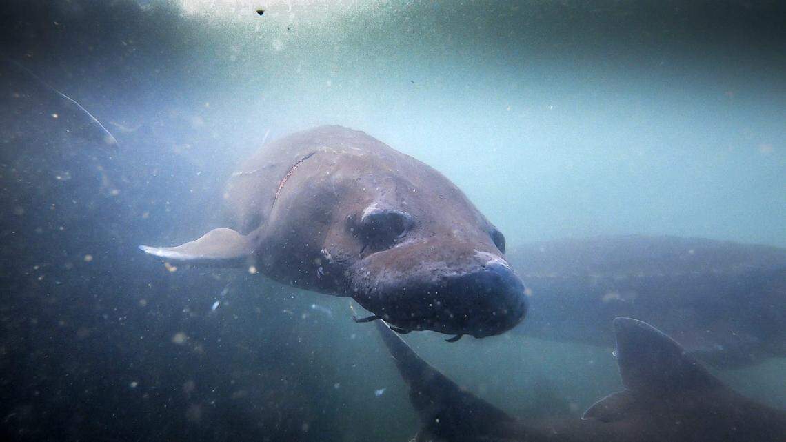White sturgeon swim in an above-ground tank at Tsar Nicoulai Caviar ranch in Wilton in January. The largest freshwater fish in North America, sturgeon are found in coastal waters from Alaska to northern Mexico. They regularly reach 5 feet in length and weigh over 200 pounds.