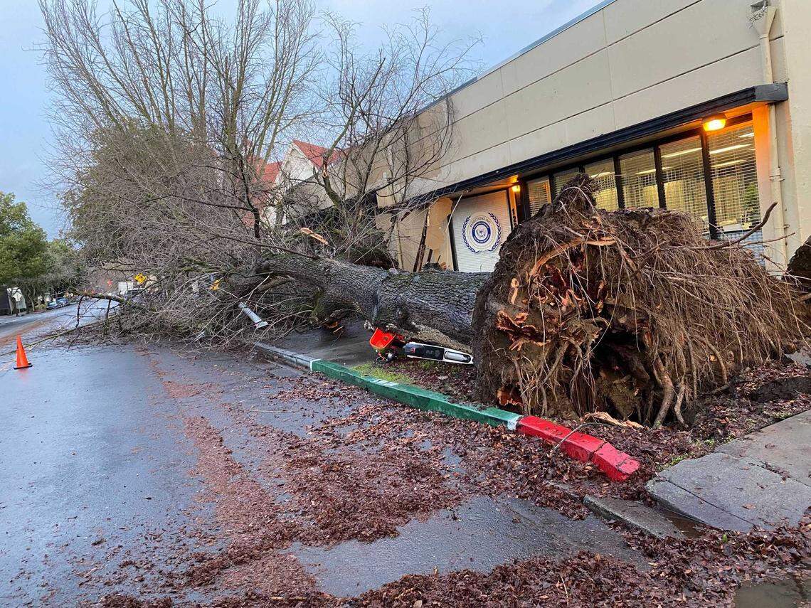A fallen tree is seen Thursday, Jan. 5, 2023, on the 1200 block of S Street in downtown Sacramento, following a winter storm that raked across the capital region Wednesday night. Other trees uprooted in the area came down during the New Year’s Eve storm over the weekend.
