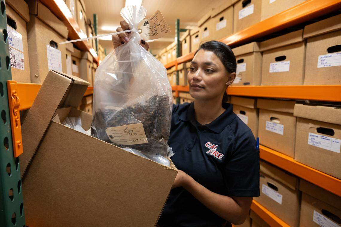 Cal Fire seedling manager Denia Troxell holds a bag of sugar pine seeds stored in a refrigerated locker at the Lewis A. Moran Reforestation Center in Davis in October.