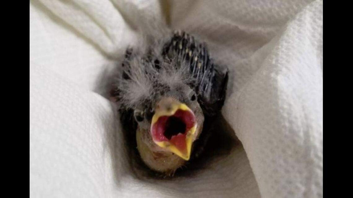 A baby bird that fell from its nest Saturday got a helping hand from neighbors and an Uber driver hailed because the rescuers had been drinking and didn’t want to drive, a Utah wildlife center says.