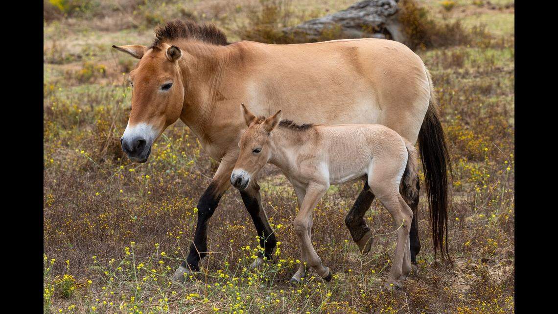 San Diego Zoo Wildlife Alliance said “the tiny prancer” is fitting in well with its Przewalski’s horse herd of about a dozen.