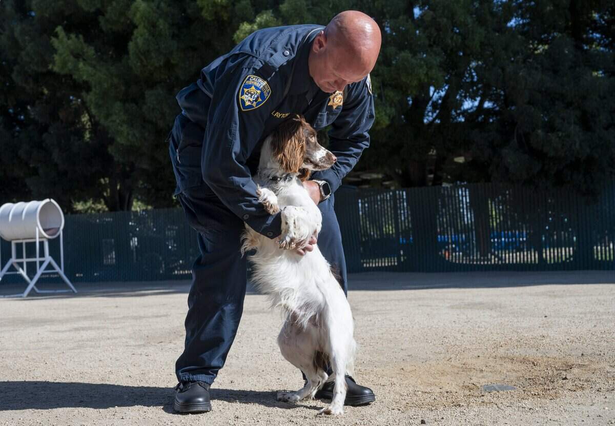 Officer Nick Layton shows off his trained California Highway Patrol canine, Lincoln, at the CHP Academy K-9 graduation in West Sacramento on Friday. Lincoln is the first springer spaniel in the department’s history.