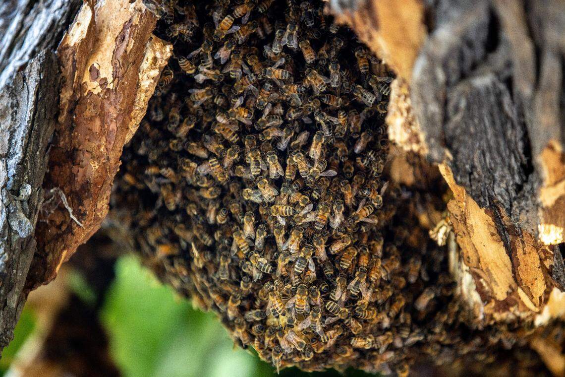A colony of bees clings to an exposed hive in a broken limb of an elm tree at the 4th Avenue/Wayne Hultgren light rail station on Freeport Boulevard on Monday, May 10.