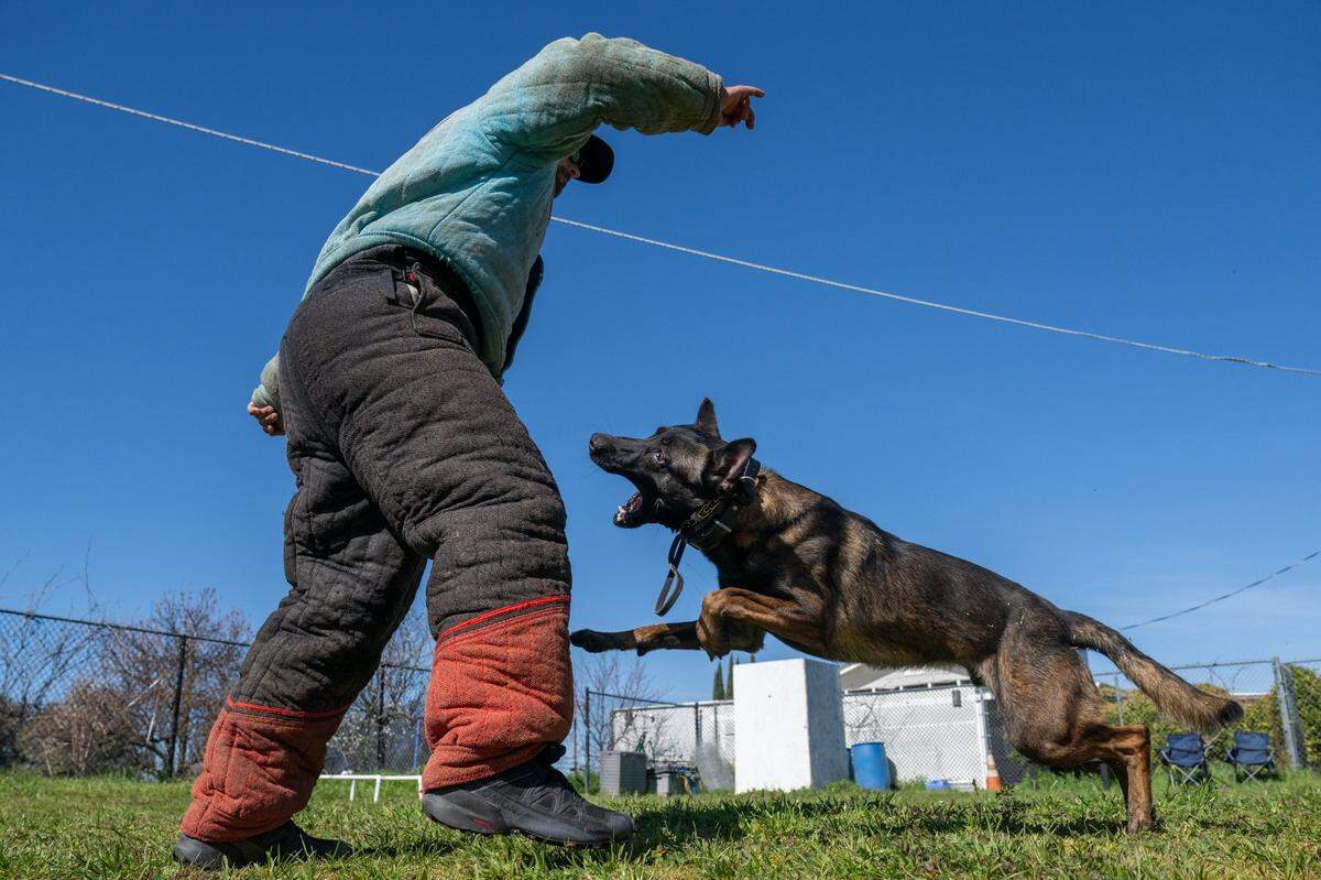 Juan Portillo’s dog, Jagermaister of Hye Nemesis, attacks Spencer Bowman during bite work drills in February in Roseville. French ring is a dog sport involving jumping, obedience and bite work.