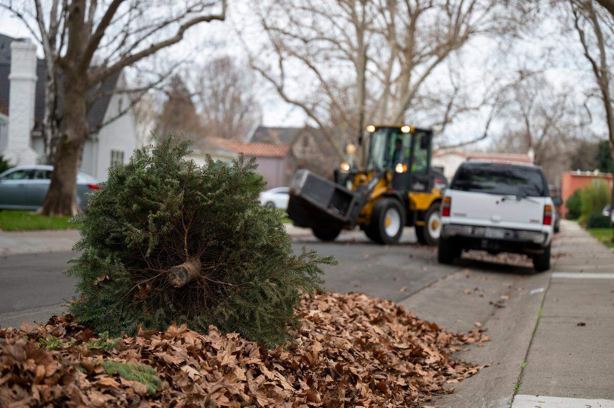 The claw collects leaves and Christmas trees on a street in Sacramento’s Land Park neighborhood on Monday, Jan. 3, 2022. 