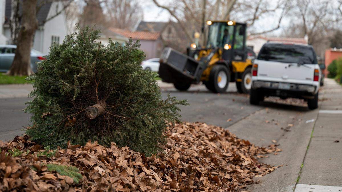 The claw collects leaves and Christmas trees on a street in Sacramento’s Land Park neighborhood on Monday, Jan. 3, 2022.