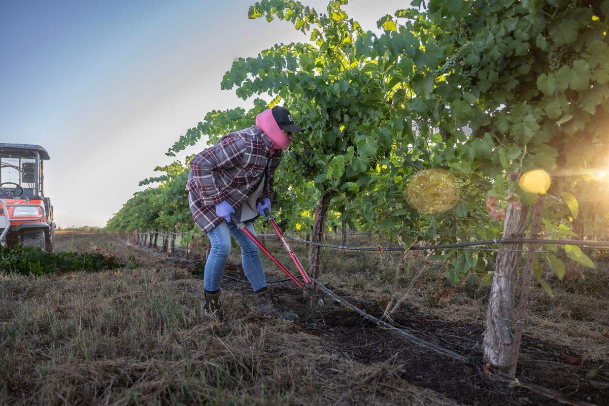 Sayda, a Yolo County farmworker, clips shoots at a grape orchard earlier this month.