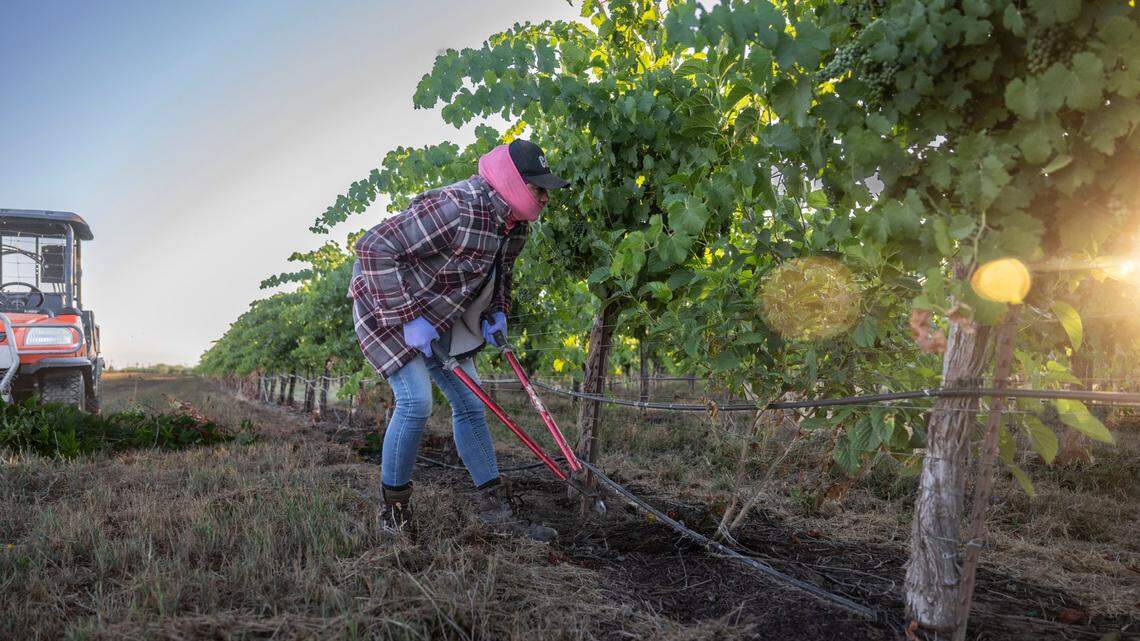 Sayda, 44, a Yolo County farmworker, clips shoots at a grape orchard on Thursday, July 10, 2025.
