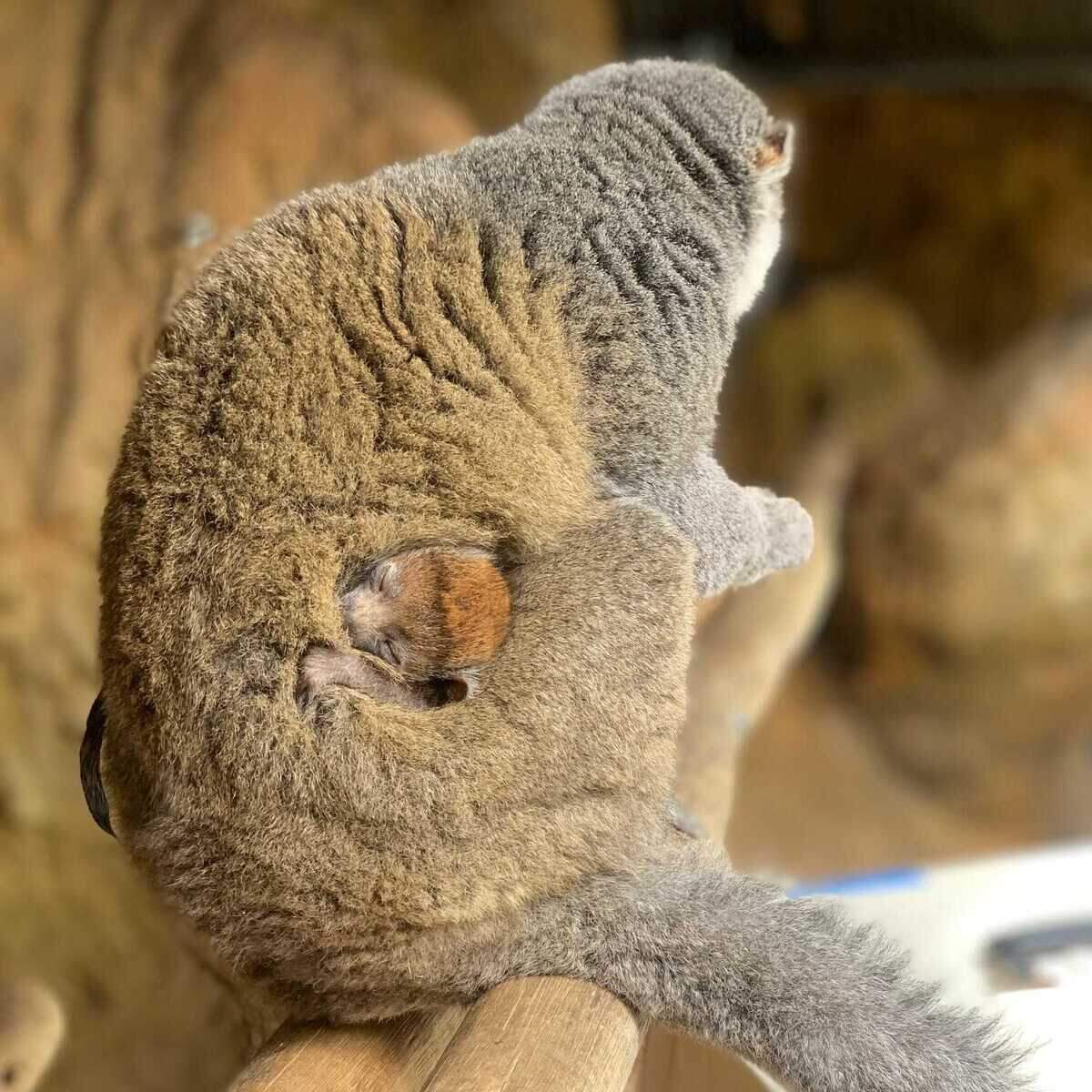 The new mongoose lemur cuddling with its mother. It was born on July 3, 2022, at the Sacramento Zoo.