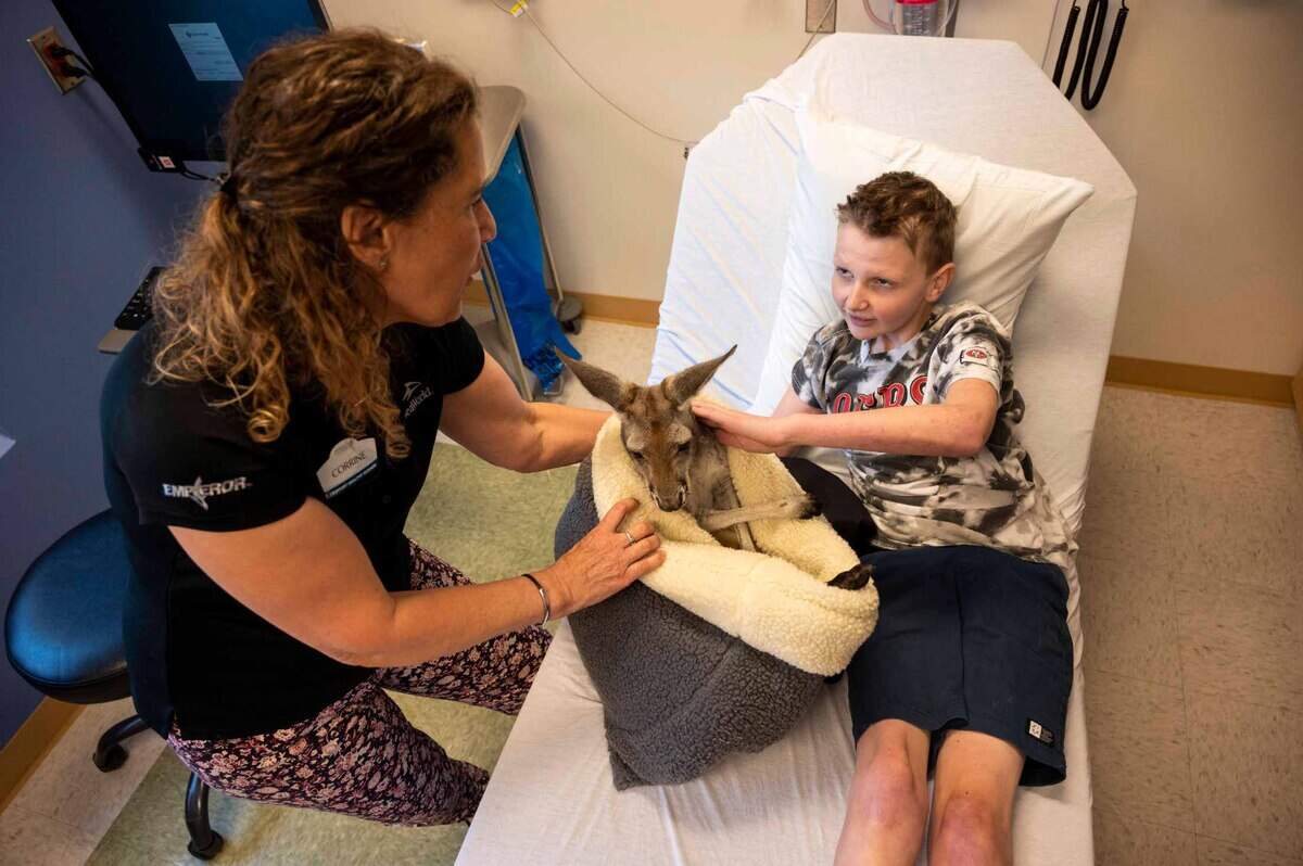 Lucas Bartsch, 12, of Cottonwood, pets a kangaraoo named Fuzz Bucket from his hospital bed at Sutter Children’s Center in Sacramento on Wednesday. SeaWorld San Diego provided the experience for young patients.