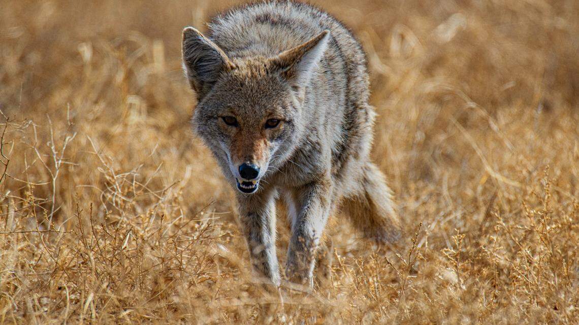 A coyote bit a 4-year-old girl in her Mesa front yard, Arizona police say. The animal was later killed.