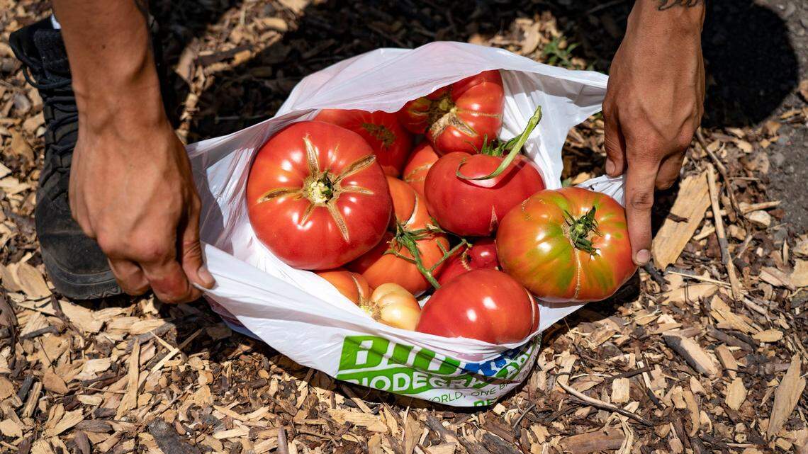 How to help your garden recover from the heat -- and how to prepare for hotter summers