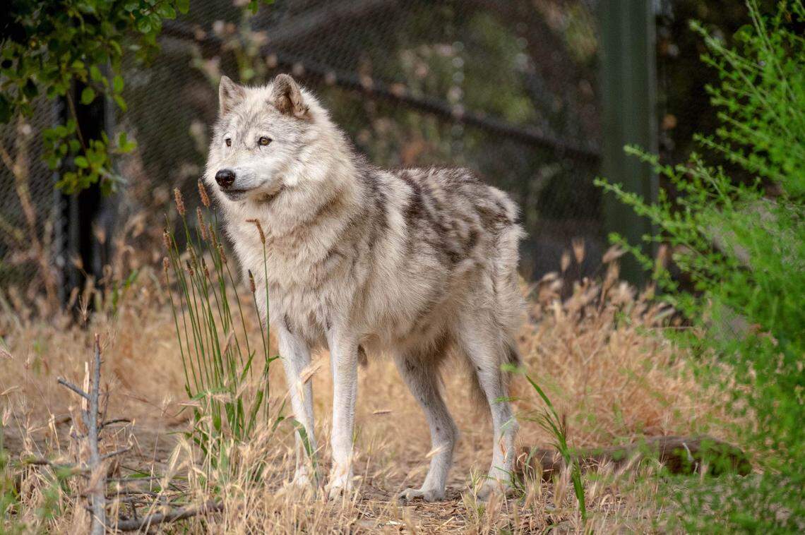 Yasmeen Ghavamian, PhD candidate in animal biology, is conducting gray wolf research at the Oakland Zoo using novel objects and puzzle boxes to assess individual wolf personalities and problem solving skills on June 23, 2023. This is the first of six-weeks of field research and will be the first time novel objects are placed with the wolves. They are monitored with cameras and human observation to see how they react.