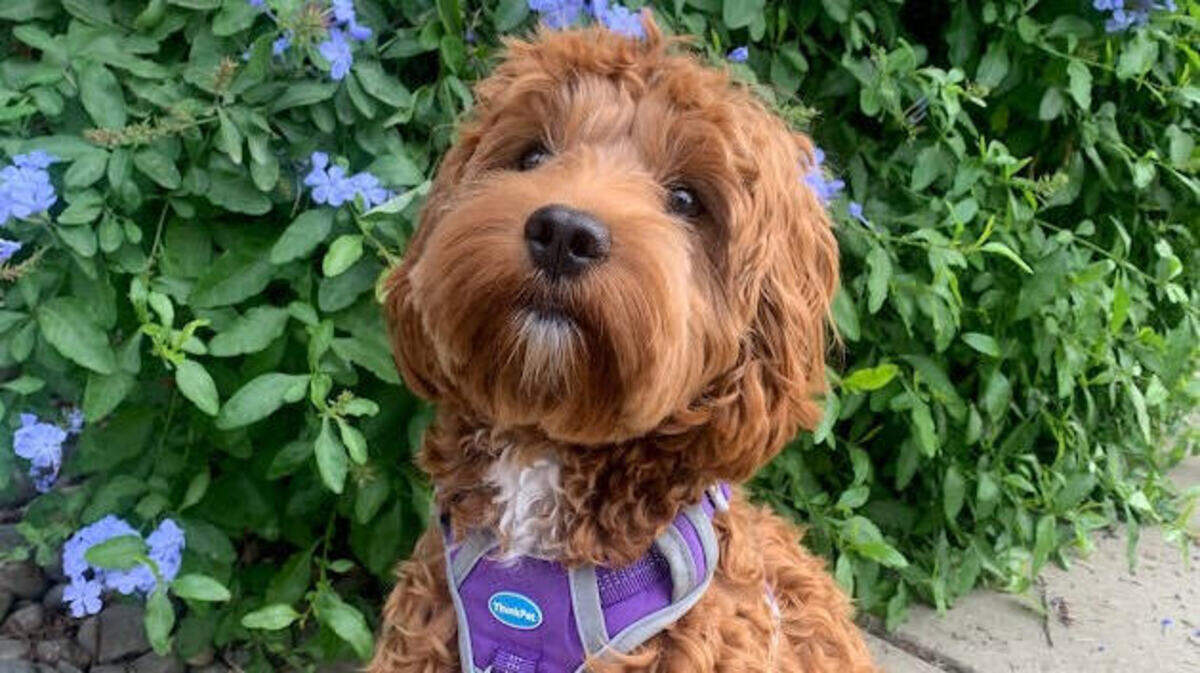 Vote in round 3 of The State’s cutest dog in Columbia poll. Dog shown above not included in poll.