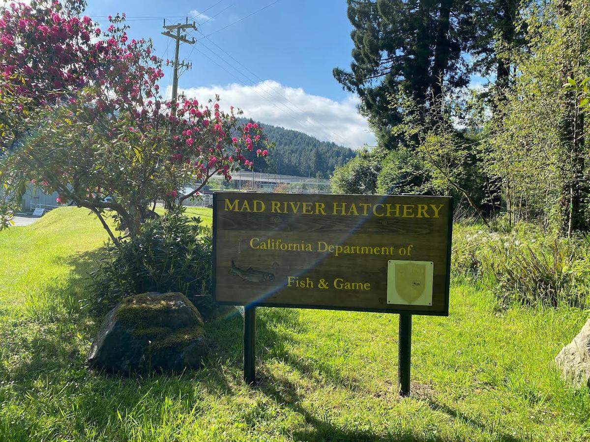 The Mad River Fish Hatchery in Humboldt County will close in June of 2025 amid financial and regulatory woes, officials said.