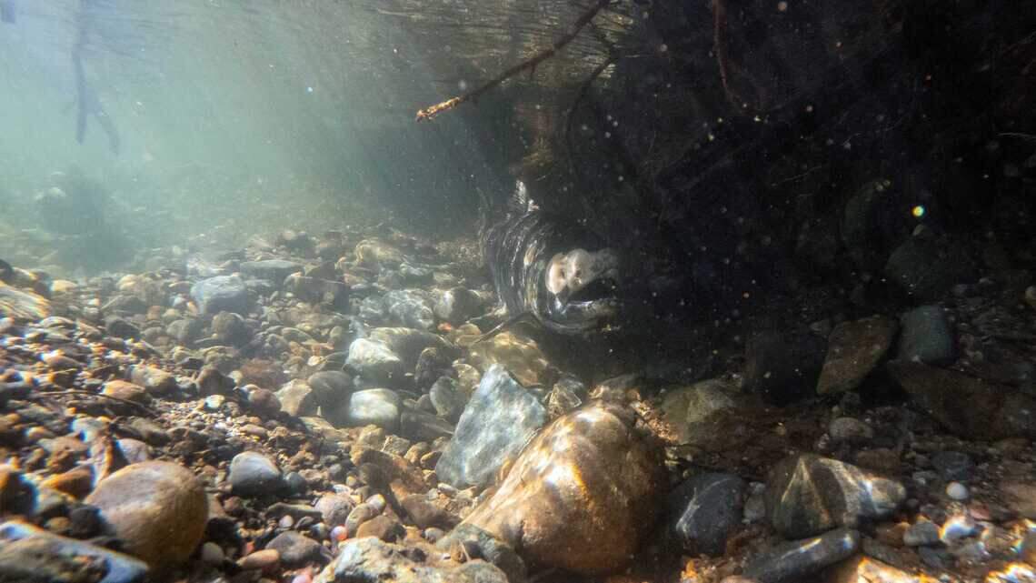 Chinook salmon fishing to return to these three Sacramento-area rivers
