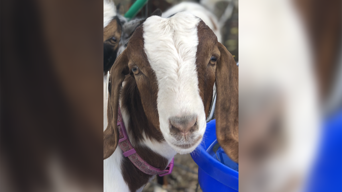 Cedar the goat was sold in June 2022 at a Shasta District Fair livestock auction, but the family that owned the goat had second thoughts and offered to pay any losses to keep the animal from being slaughtered. A new lawsuit says Shasta County sheriff’s officials later tracked the goat down to a farm in Sonoma County and had it taken to slaughter.