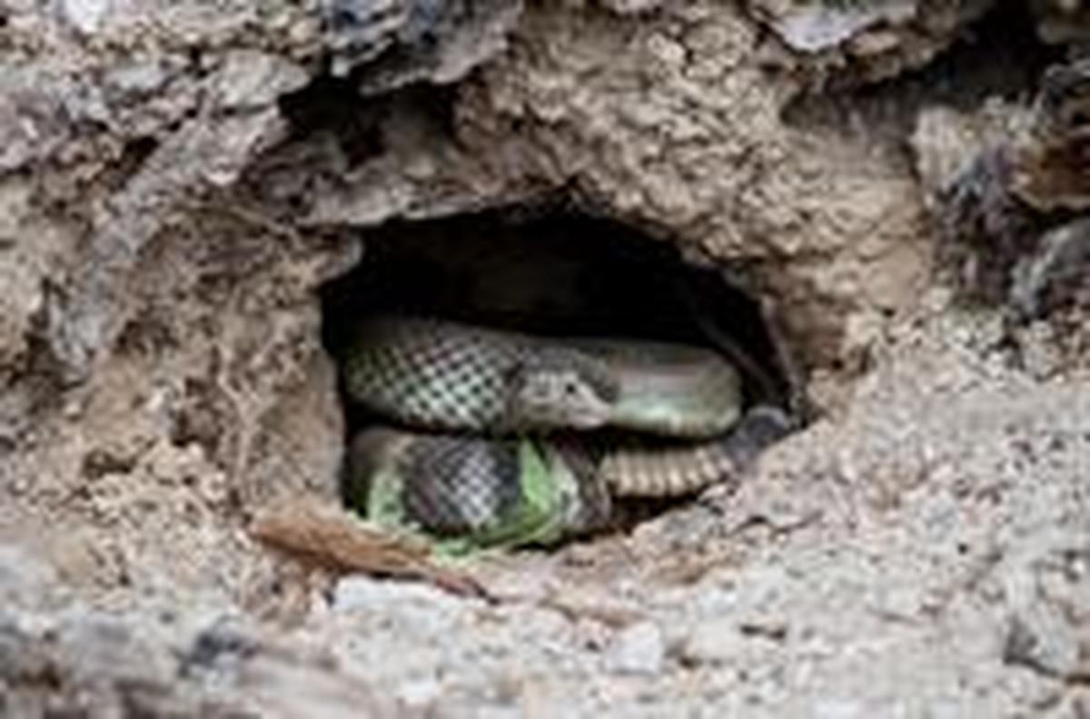 Rattlesnakes can thrive in various habitats including deserts and coastal areas.
