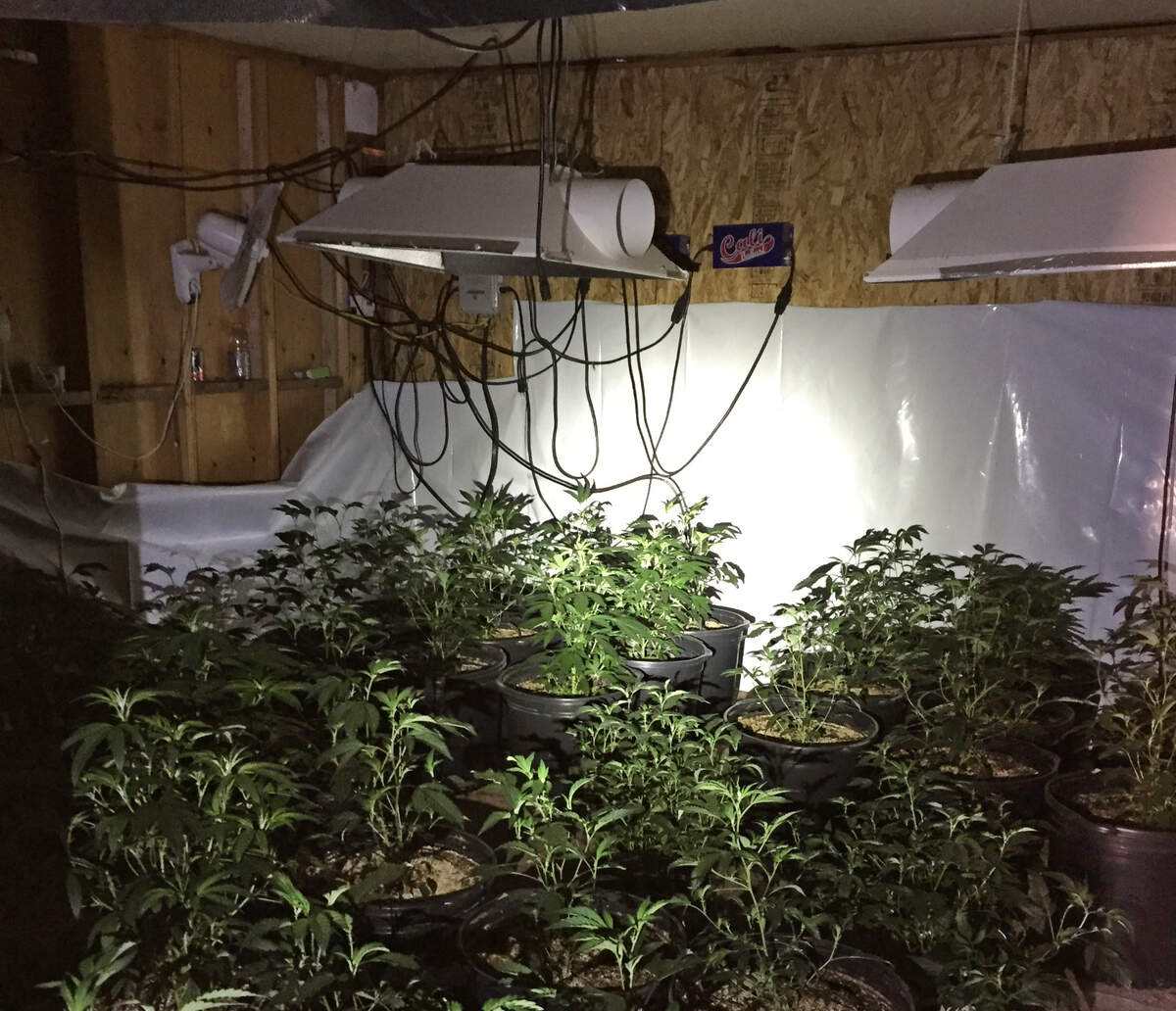 Marijuana grows at a property on Gavilan Road in Mariposa County in 2016 after sheriff’s deputies arrested 10 people and seized nearly 800 plants.The home was owned by the Saratoga Group.
