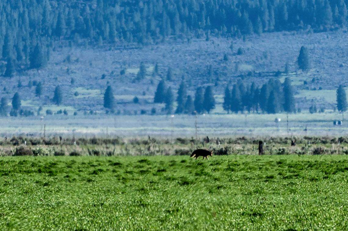 An animal that could be either a coyote or wolf roams near a Loyalton ranch in May. Axel Hunnicut, chief wolf biologist for the California Department of Fish and Wildlife, says there has been frequent confusion among ranchers and law enforcement over whether livestock were killed by a coyote or a wolf.