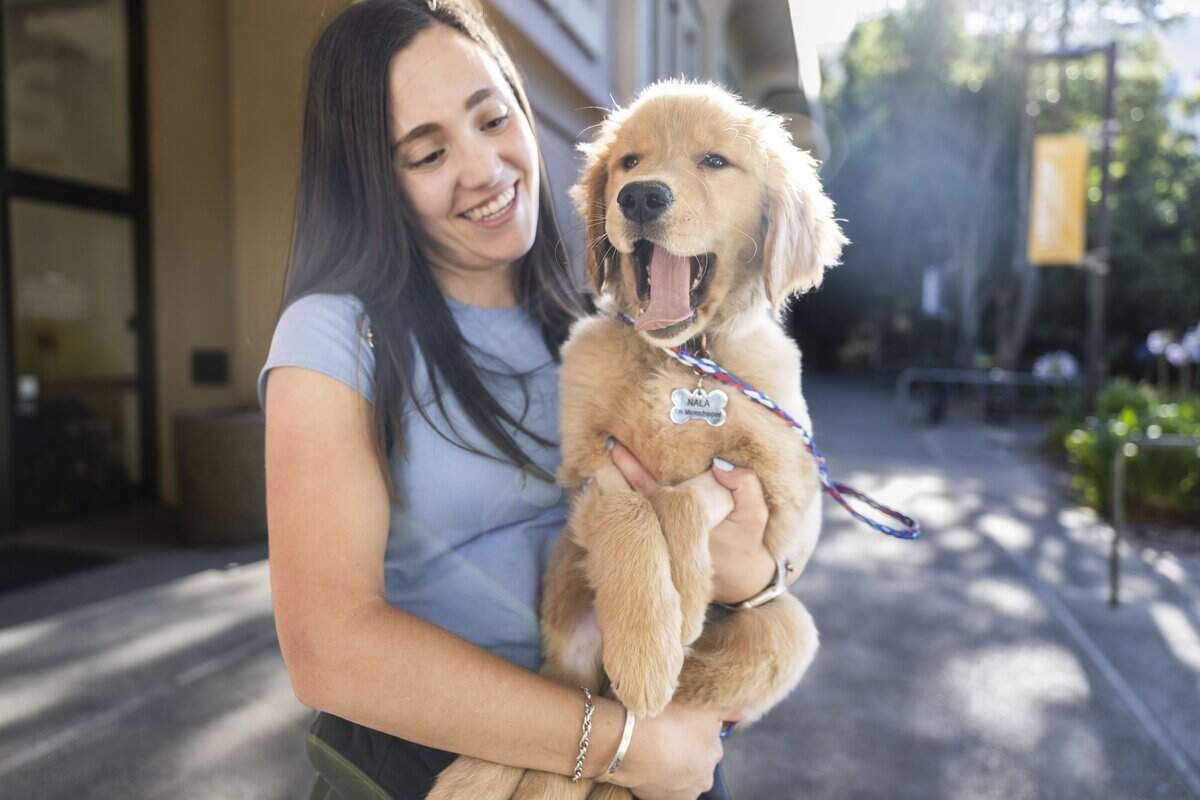 Nala, a golden retriever puppy, yawns as she's held by her owner, Julieta Nielsen, after being released from the UC Davis Veterinary Hospital on Tuesday evening. Nala was hospitalized after eating a death cap mushroom in the backyard at her Folsom home.