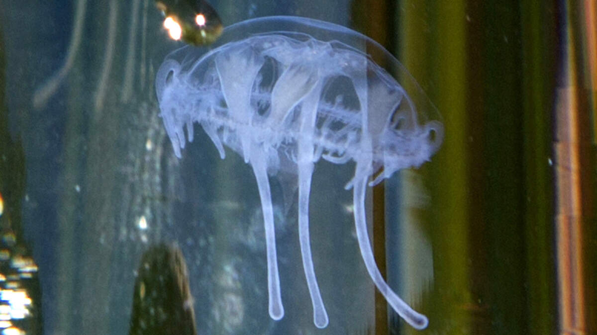 A peach blossom freshwater jellyfish is seen in a closeup in an undated photo from the U.S. Geological Survey. A man recently spotted the species in Stumpy Meadows Reservoir in Eldorado National Forest recently while paddleboarding, posting the finding on social media.