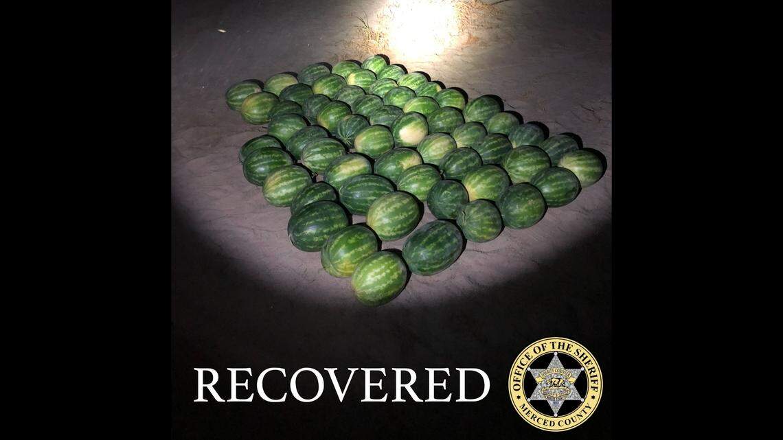 Two men are accused of stealing 57 watermelons from a field, fleeing with them in the trunk and backseat of their car, California sheriff officials said. (Photo from Merced County Sheriff’s Office)