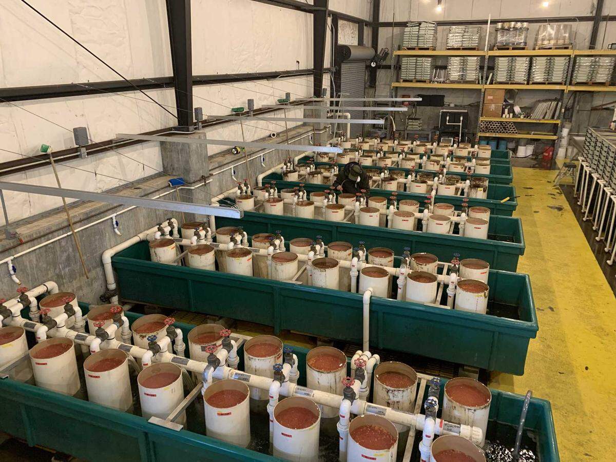 Hatching jars sit filled at the Nimbus Fish Hatchery in an undated photo. Laura Drath, the interpretive services supervisor for California Department of Fish and Wildlife said the next eight days are some of the best to see salmon.