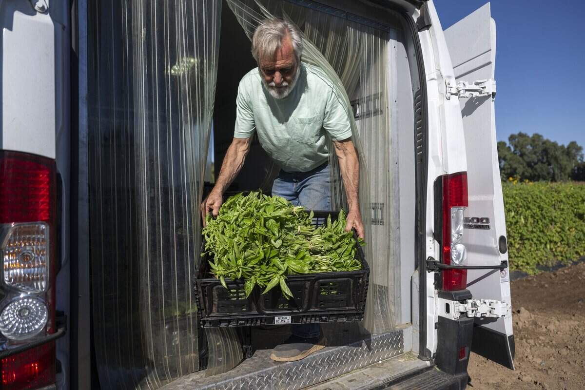 Farmer Together's Steven Dambeck loads a box of fresh basil earlier this month  in Marysville.