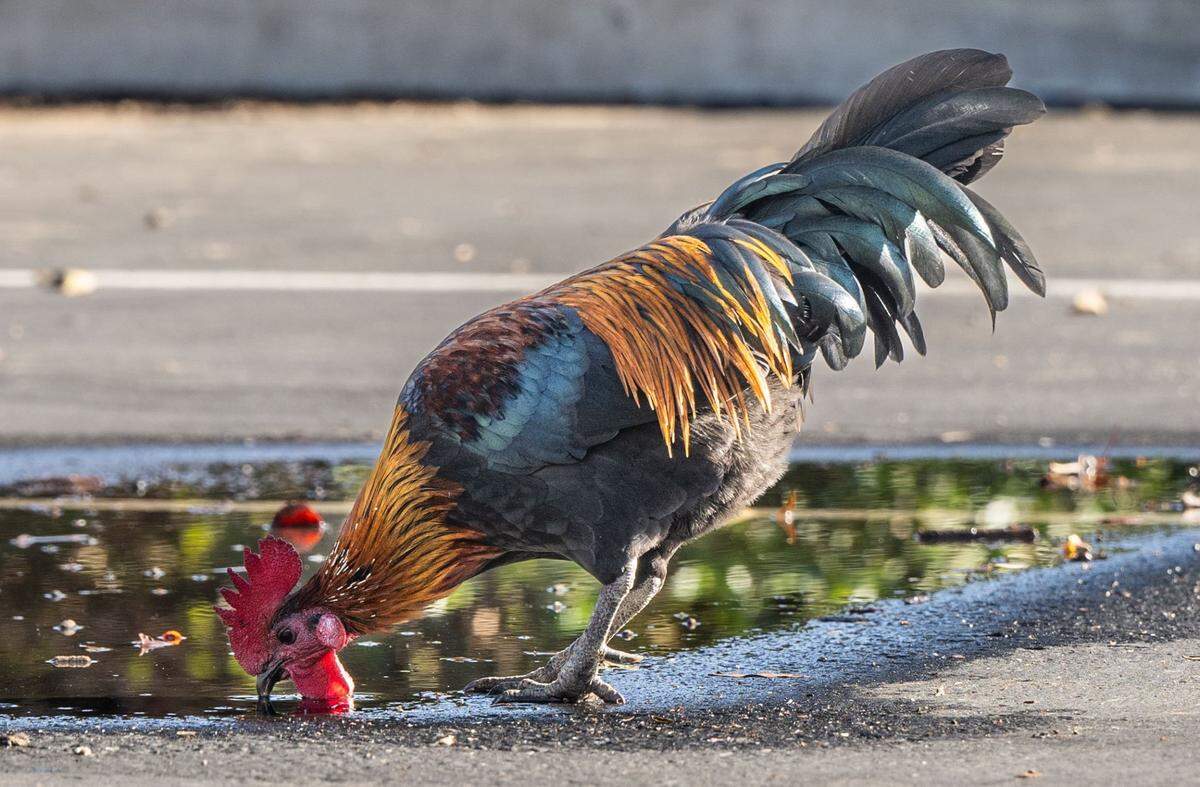 A rooster drinks water in Kohl’s parking lot in Yuba City on Nov. 12.