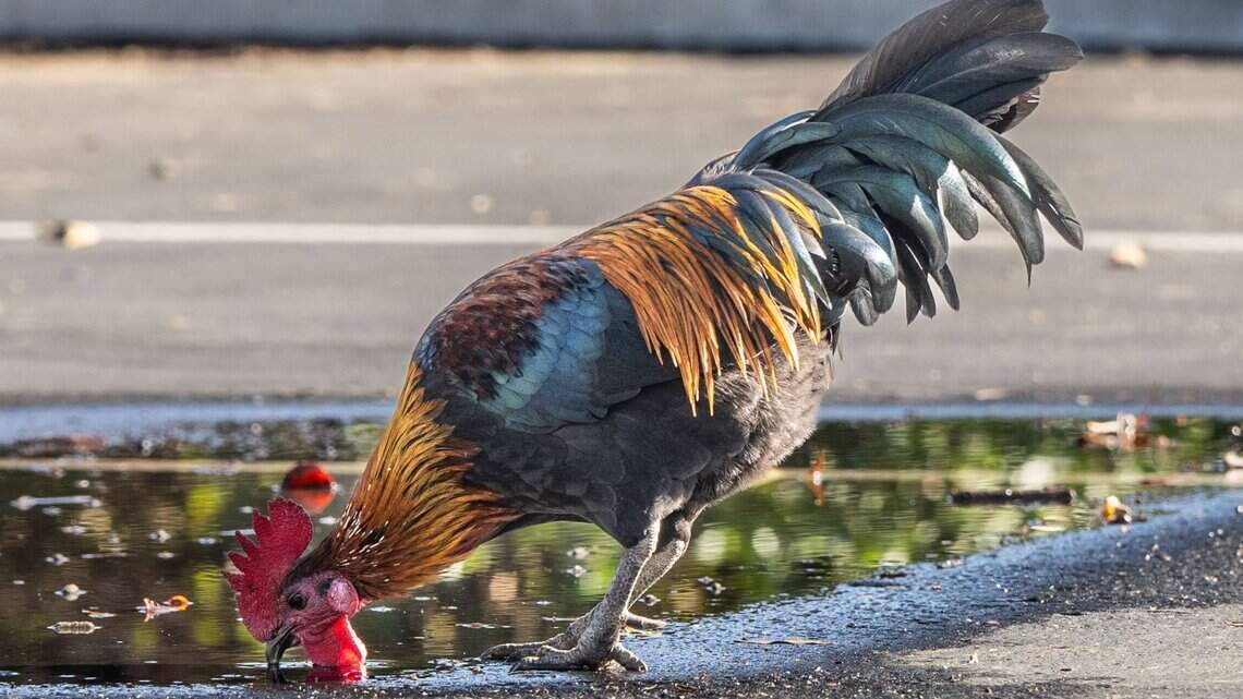 Cockfighting crackdown fails after drawing hundreds of opponents to Capitol