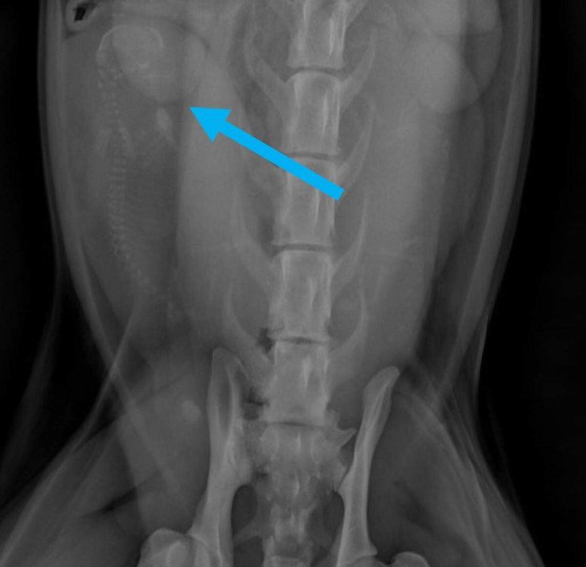 A radiograph shows that Misha the snow leopard is pregnant.