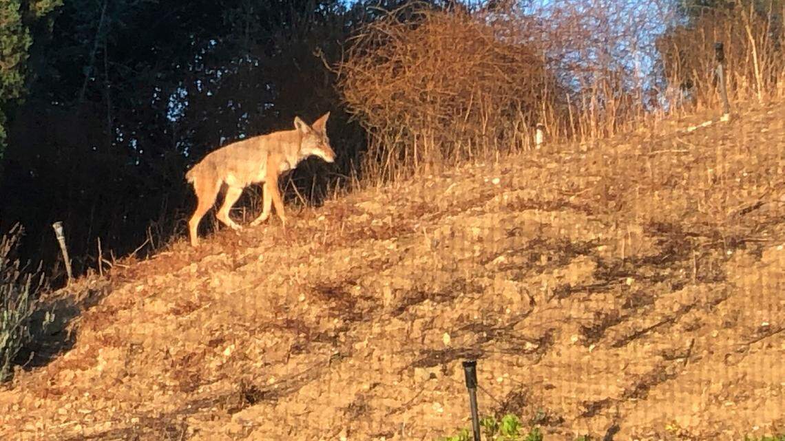 A coyote strolls along a hillside on the edge of a residential backyard in Southern California. Residents of The Villages, a senior community in San Jose, California, are frightened after a series of coyote attacks on dogs.