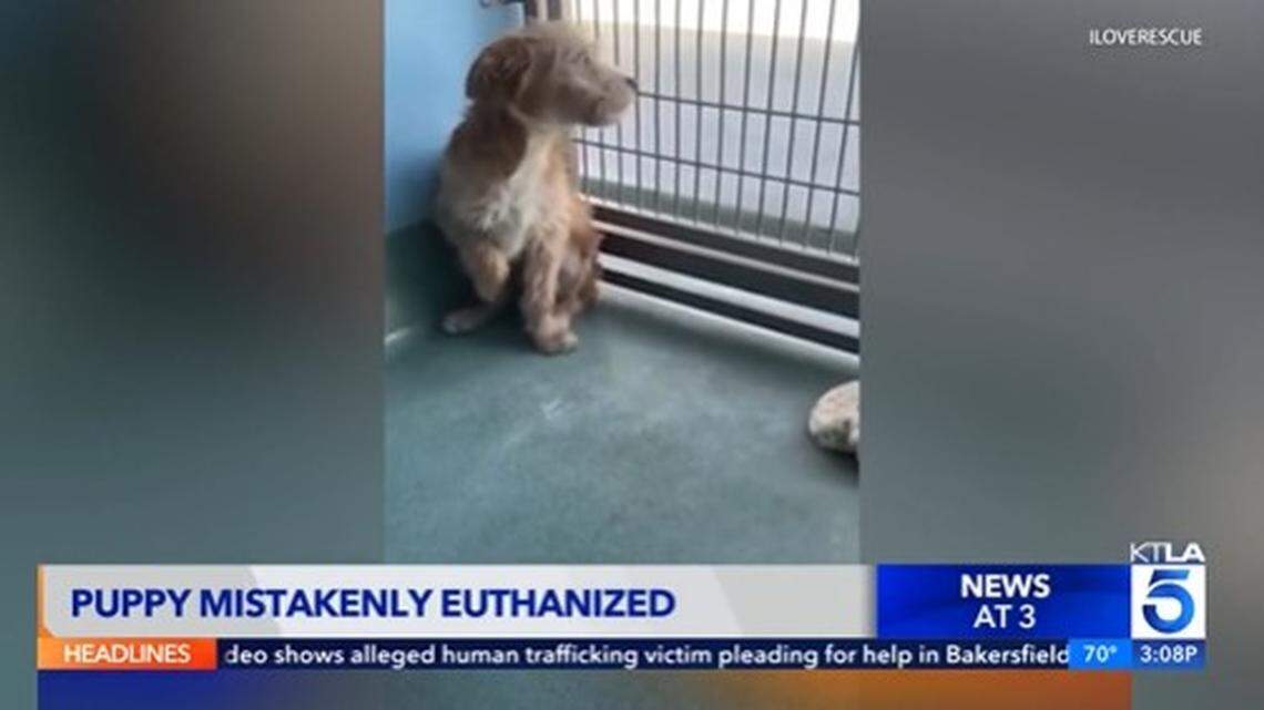 Bowie, a 3-month-old puppy, was mistakenly euthanized at Los Angeles County animal shelter and officials are demanding answers.