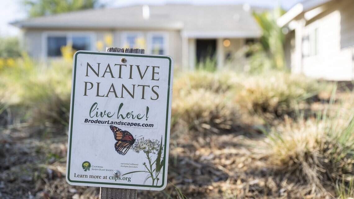 Baffled homeowner faced $900 city fine for native plant garden Sacramento paid for